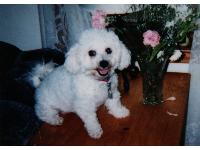 Dogs name: CeCeOwners Name: NicoleShe's the nicest dog anyone could ever have. She is 11 years old now, and is still as active as ever. I love her so much.