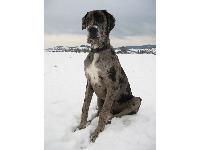 Dogs name: GadjoOwners Name: BarbaraBest merle great dane ever!!