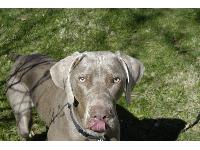 Dogs name: kaiserOwners Name: Seth Heraldhe is the coolest dog in the world