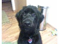 Dogs name: MackOwners Name: DanielleMack is a 7 month old Labradoodle.  He is a very sweet, and very smart dog!