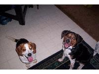 Dogs name: Frank and ZionOwners Name: NicoleFrank- The shorter one is a beagle/ basset mix and is Zion's sidekick in chaos. Zion is a Beagle/aust. cattle dog mix. They are great dogs!