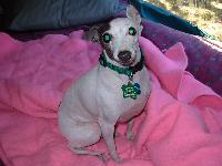 Dogs name: BellaOwners Name: Becky Rawww this is bella!