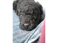 Dogs name: CharlieOwners Name: Liya6 weeks