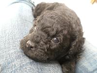 Dogs name: CharlieOwners Name: Liya6 weeks