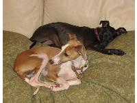 Dogs name: Penny and JoeyOwners Name: BrookeTwo good dogs. Love to snuggle