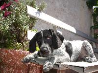 Dogs name: SantoOwners Name: nanoMi perro es el mas lindo no se si es puro pero...no es bonito?