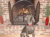 Dogs name: RiverOwners Name: Nicole and GreggWe love our Weimaraner. Especially when he thinks he's as small as our Chihuahua and curls up on our laps.
