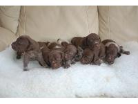 Dogs name: puppiesOwners Name: puppies :)