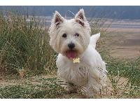 Dogs name: PoppyOwners Name: 3 yrs old