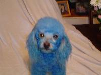 Dogs name: ScottyOwners Name: ChristinaHe's the Guardian!