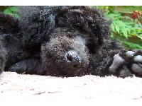 Dogs name: RalphOwners Name: Heidi