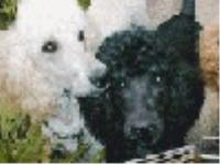 Dogs name: Waymaker PoodlesOwners Name: Members of the family.