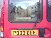 Dogs name: Waymaker PoodlesOwners Name: Have you seen this number plate?