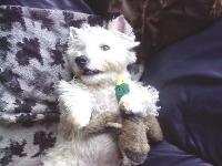 Dogs name: JackOwners Name: Jack and his best friend, a cuddly duck.