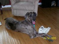 Dogs name: MaximusOwners Name: