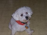 Dogs name: NoodlesOwners Name: TotoHe is the cutest ever!