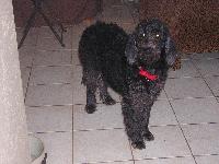 Dogs name: Sweat PeaOwners Name: ElisabethShe was  a rescue dog. Now 55 lbs. and she is turning silver from black. What a dear, goofy girl.