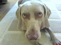 Dogs name: IceOwners Name: Ellie MaddamsHe is VERY soppy and cute !!!!!