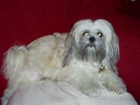 Dogs name: izzyOwners Name: trcythis is my gorgeous lhasa apso,who has just given birth to her second litter of pups.