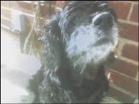 Dogs name: SadieOwners Name: The SnowsI miss you