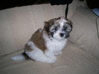 Dogs name: bellaOwners Name: jamiethis is bella my 4 month old puppy she is the best animal i have ever had i love her to death they are the best breed of dog anyone could ever get