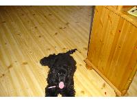 Dogs name: JankaOwners Name: Lindathis is the best dog EVER!! even if she has some paracittes in her skin that will never go away, and she takes a lot of time cause of that... i just love her an will never trade her for anything...