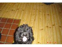 Dogs name: JankaOwners Name: Lindathis is the best dog EVER!! even if she has some paracittes in her skin that will never go away, and she takes a lot of time cause of that... i just love her an will never trade her for anything...