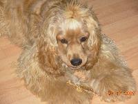 Dogs name: BubuOwners Name: Anca& Sonny