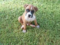 Dogs name: BRANDOOwners Name: KATHY AND TOM WOLF6 WEEKS OLD