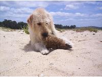 Dogs name: GemmaOwners Name: Franciska Axfordbest natured dog we've ever had.  very loving and loyal. her onlt downfall is that she does malt.  but we don;t care anymore about that as we LOVE her to bits!