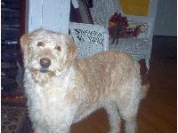 Dogs name: BarnumOwners Name: Shauna FreitagBarnum was rescued from the local pound. Barnum was brought home to accompany our first born furbaby, Bailey. Barnum is a fun loving companion who is loved by everyone who meets him.