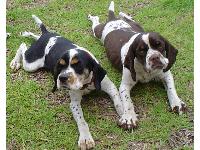 Dogs name: Gizmo and SamsonOwners Name: Tim and Samantha DopsonWe are Tim and Samantha Dopson, proud owners of beautiful American Cocker Spaniels!