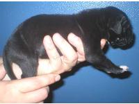 Dogs name: BettyOwners Name: SarahBlack with white markings, female. 34