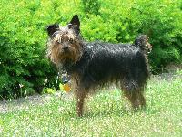 Dogs name: MooseOwners Name: MargieMoose is a Yorkie/Chihuahua mix. He is super playful and good with kids.