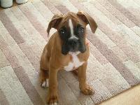 Dogs name: poppyOwners Name: wayne & beccapoppy at 4 months. Always likes a good cuddle a true puppy at heart!