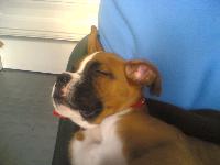 Dogs name: KujoOwners Name: SherylNamed after the hip hop dancer because of his long legs ... lol he can jump 8ft in the air and is very playful, this was taken when he was a pup approx 12wks old