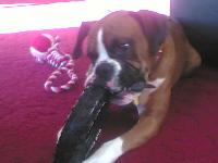 Dogs name: BenOwners Name: SherylBen is the most loveable boxer dog ever !  He loves to play and he loves to snuggle up and be part of the family :o)
