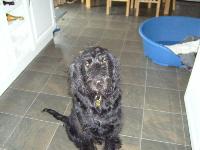 Dogs name: MiloOwners Name: MadisonHe is 1yr old.Daft as a brush,loves everybody