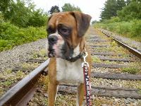 Dogs name: ThunderOwners Name: Carrier Familythey are the most enjoyable dogs you could ever have as part of your family , but i do have to say the are alot of work as pups .. We own a two year old male Thunder and a 16mth old Zoey We love them...