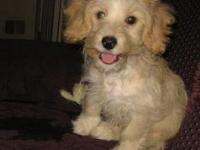 Dogs name: TimOwners Name: Tim is a 3 month old Lab-doodle hes spunky and overly excited about people on bikes.