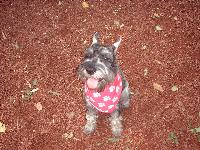 Dogs name: danskaOwners Name: ilanashe is verry inteligent and a geat company dog