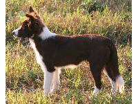 Dogs name: BomberOwners Name: Bomber is our Chocolate and white border collie he is the only Border collie that doesn't like to work but will work if he absoultly has to although pauses to give dirty looks