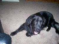 Dogs name: BuddyOwners Name: MichelleBuddy is a cross between a black lab (mother) and a golden retriever (father). He is a beautiful dog with the wonderful personality of both breeds.