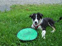 Dogs name: IzzyOwners Name: