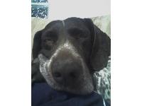 Dogs name: alaskaOwners Name: sophi laove my dog, she's very cute!