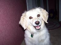 Dogs name: PhoebeOwners Name: