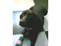 Dogs name: NellyOwners Name: We found this beautiful creature outside with a broken leg after being hit by a car. After taking her to the vet we decided to add Nelly to our family. So far shes amazingly wonderfull.