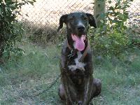 Dogs name: RustyOwners Name: kashi
