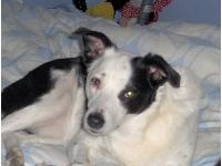 Dogs name: HeidiOwners Name: