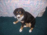 Dogs name: schdow (chado)Owners Name: alex/barb zemer